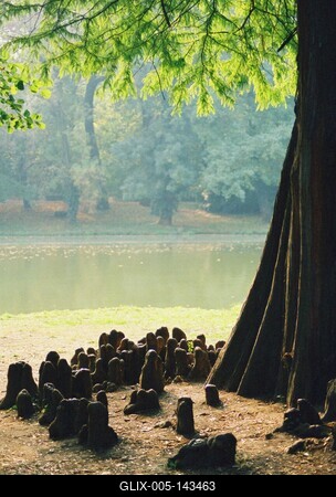 Brunszvik-kastély parkja, Martonvásár-stock-foto