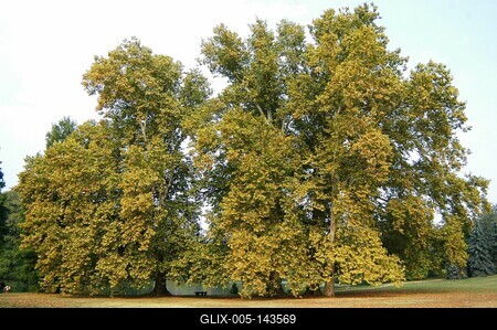 Brunszvik-kastély parkja, Martonvásár-stock-foto