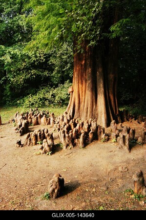 Brunszvik-kastély parkja, Martonvásár-stock-foto