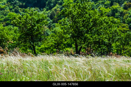 Árvalányhaj (Stipa) egy tisztáson  Nagymaros felett a  Börzsönyben-stock-foto