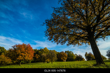 Magányos fa Visegrád közelében-stock-foto