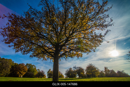Magányos fa Visegrád közelében-stock-foto