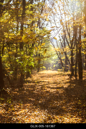 Őszi erdő a Velencei-hegységben-stock-foto