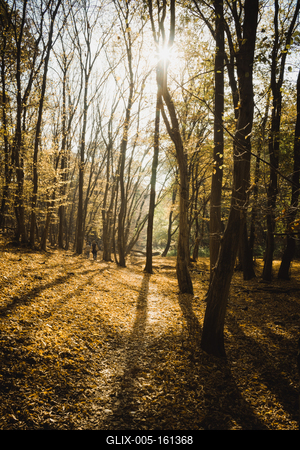 Őszi erdő a Velencei-hegységben-stock-foto