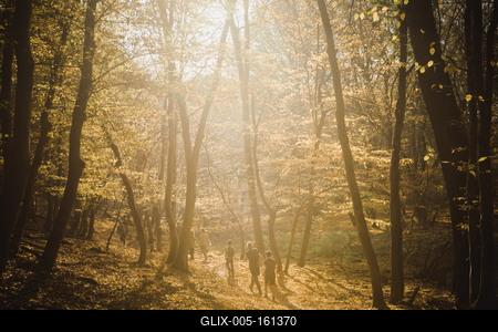 Őszi erdő a Velencei-hegységben-stock-foto
