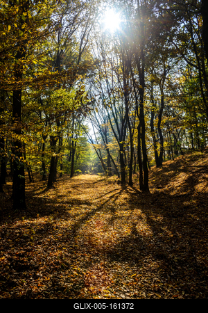 Őszi erdő a Velencei-hegységben-stock-foto