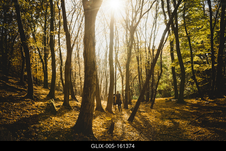 Őszi erdő a Velencei-hegységben-stock-foto