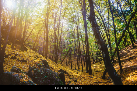 Őszi erdő a Velencei-hegységben-stock-foto