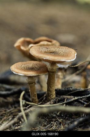 A Hársastó és környéke, Szentgotthárd-stock-foto
