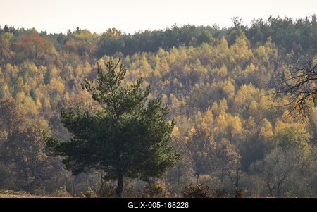 Őszi erdő az Örségben-stock-foto