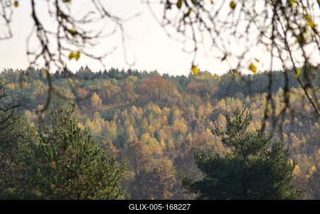 Őszi erdő az Örségben-stock-foto