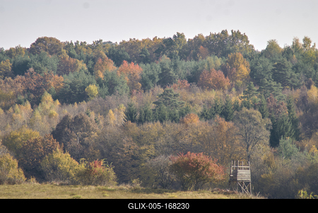 Őszi erdő az Örségben-stock-foto