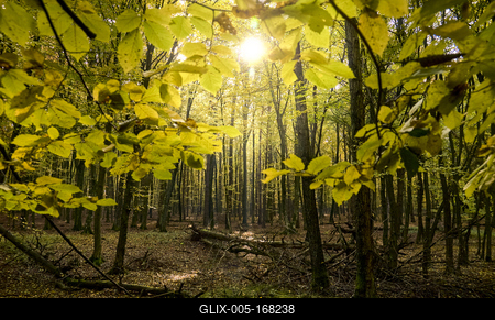 Őszi erdő az Őrségben-stock-foto