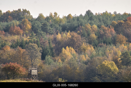 Őszi erdő az Örségben-stock-foto