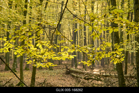 Őszi erdő az Őrségben-stock-foto