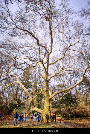 Alcsúti Arborétum-stock-foto