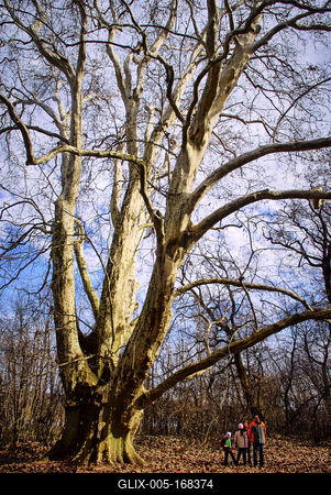 Alcsúti Arborétum-stock-foto