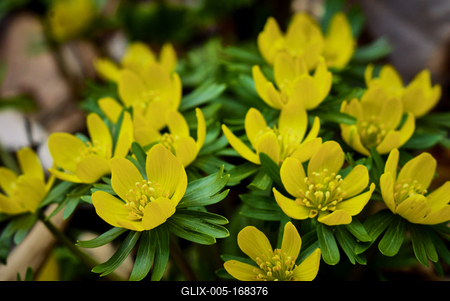 Alcsúti Arborétum-stock-foto