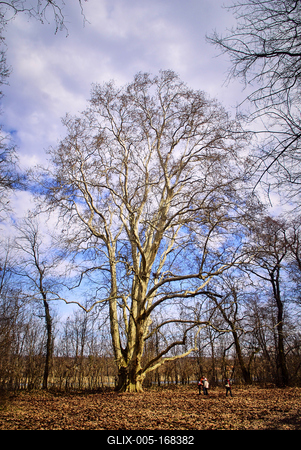 Alcsúti Arborétum-stock-foto
