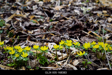 Alcsúti Arborétum-stock-foto