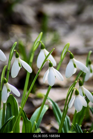 Alcsúti Arborétum-stock-foto