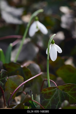 Alcsúti Arborétum-stock-foto