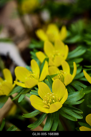 Alcsúti Arborétum-stock-foto