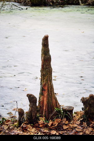 Alcsúti Arborétum-stock-foto