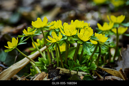 Alcsúti Arborétum-stock-foto