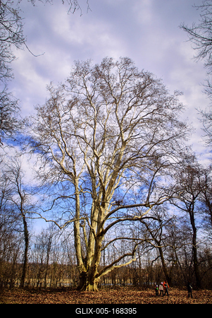 Alcsúti Arborétum-stock-foto