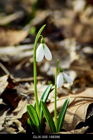 Alcsúti Arborétum-stock-foto