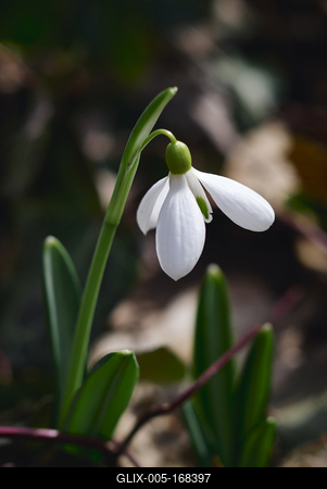 Alcsúti Arborétum-stock-foto
