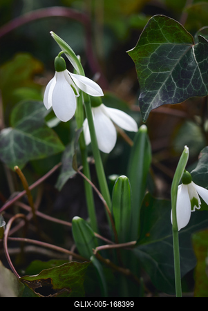 Alcsúti Arborétum-stock-foto