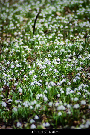 Alcsúti Arborétum-stock-foto