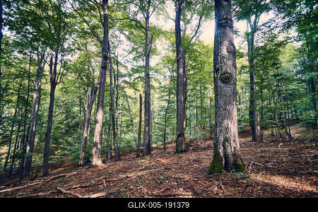 Bükk-hegység, Magyarország-stock-foto