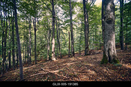 Bükk-hegység, Magyarország-stock-foto