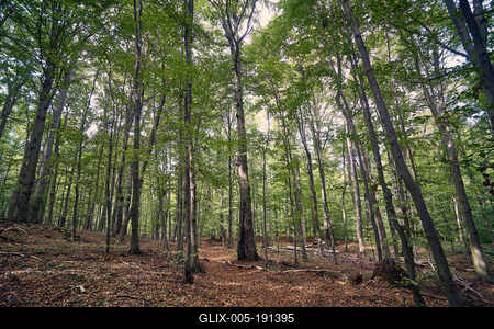Bükk-hegység, Magyarország-stock-foto