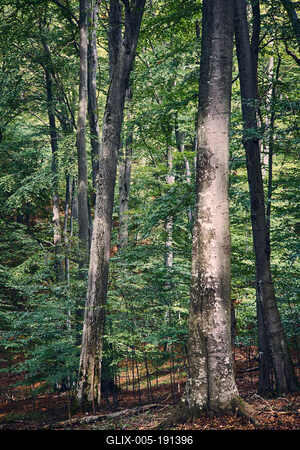 Bükk-hegység, Magyarország-stock-foto