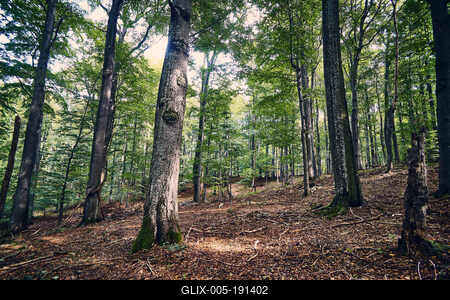 Bükk-hegység, Magyarország-stock-foto
