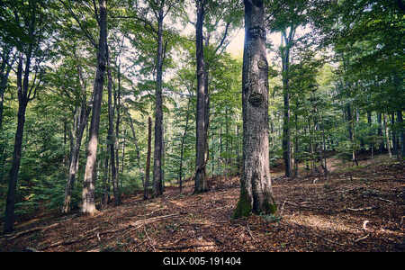 Bükk-hegység, Magyarország-stock-foto