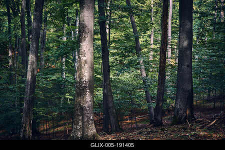 Bükk-hegység, Magyarország-stock-foto
