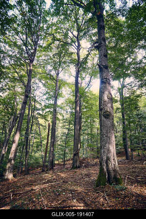 Bükk-hegység, Magyarország-stock-foto