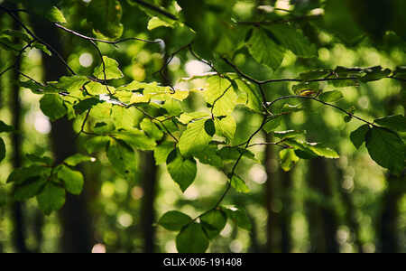 Bükk-hegység, Magyarország-stock-foto