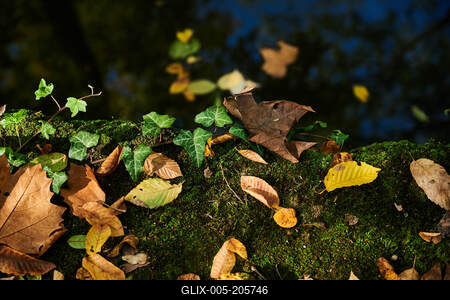 Alcsúti Arborétum, Alcsútdoboz-stock-foto