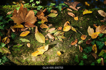 Alcsúti Arborétum, Alcsútdoboz *** Autumn Leaves on Mossy Ground-stock-foto