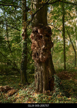 Alcsúti Arborétum, Alcsútdoboz-stock-foto