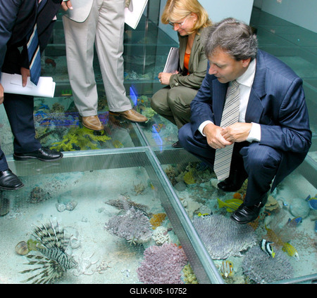 Tollas dinoszauruszok - 124 millió éves leletek Kínából-stock-foto