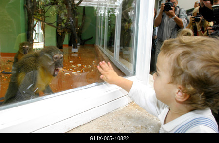 Megújult a kismajomháza budapesti állatkertben-stock-foto