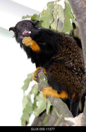 Megújult a kismajomháza budapesti állatkertben-stock-foto