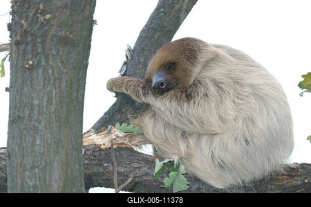 Megújult a kismajomháza budapesti állatkertben-stock-foto